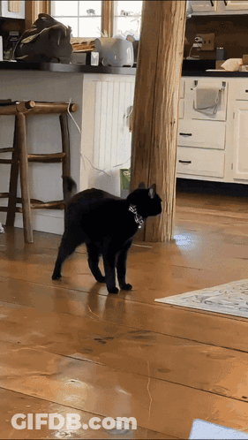 A Black Cat Wearing A Collar Is Walking On A Wooden Floor In A Kitchen GIF