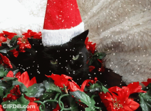 A Black Cat Wearing A Santa Hat Surrounded By Flowers GIF