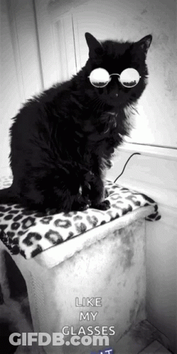 A Black Cat Wearing Round Glasses Sits On A Blanket With The Words Like My Glasses Below It GIF