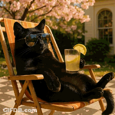 A Black Cat Wearing Sunglasses Sits In A Chair With A Drink GIF