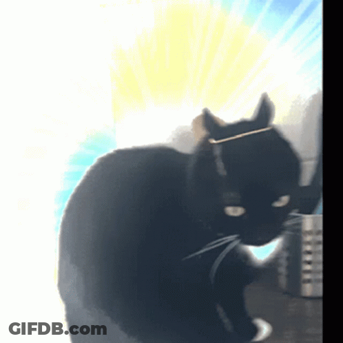 A Black Cat With A Gold Ring Around Its Neck GIF