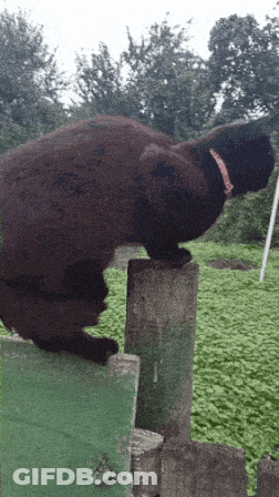 A Black Cat With A Red Collar Stands On A Green Fence Post GIF