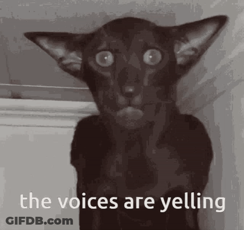 A Black Cat With A Surprised Look On Its Face And The Words `` The Voices Are Yelling '' Below It . GIF
