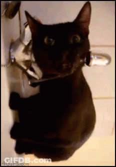 A Black Cat With A Toothbrush In Its Mouth Is Hanging On A Door GIF