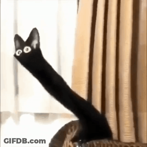 A Black Cat With A Very Long Tail Is Sitting On A Couch . GIF