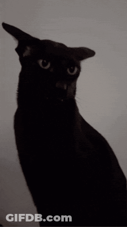 A Black Cat With A White Background Is Looking At The Camera GIF