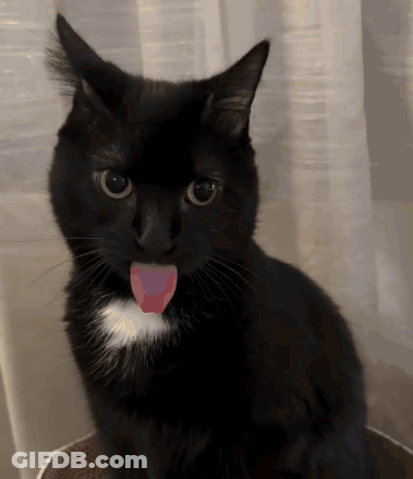 A Black Cat With A White Spot On Its Chest Is Sticking Its Tongue Out GIF