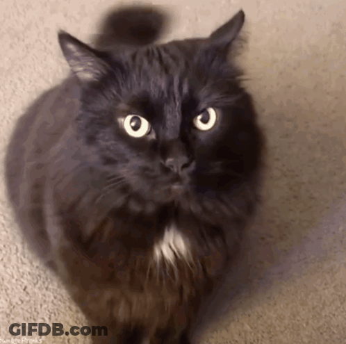 A Black Cat With A White Stripe On Its Chest GIF
