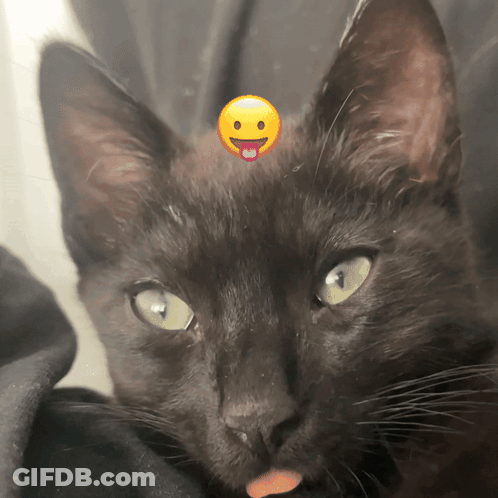 A Black Cat With A Yellow Smiley Face On Its Head GIF