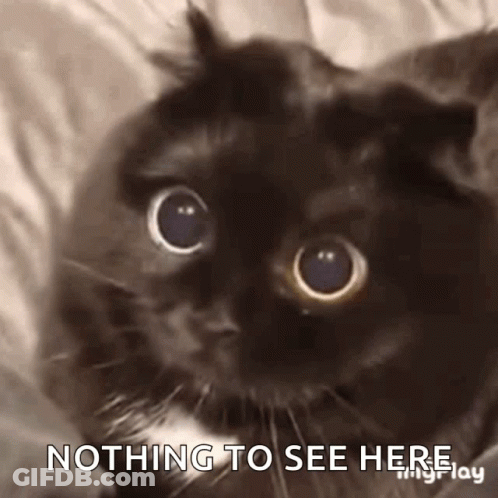 A Black Cat With Big Eyes Is Looking At The Camera With The Words `` Nothing To See Here '' . GIF