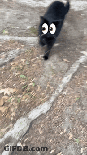 A Black Cat With Big Googly Eyes Is Running On A Dirt Road GIF