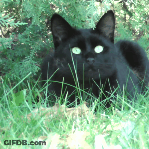 A Black Cat With Green Eyes Is Laying In The Grass Looking At The Camera GIF