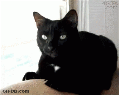 A Black Cat With Green Eyes Is Laying On A Person 'S Lap . GIF
