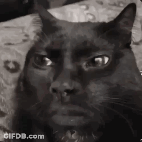 A Black Cat With Horns Is Sitting On A Couch And Looking At The Camera In A Black And White Photo . GIF