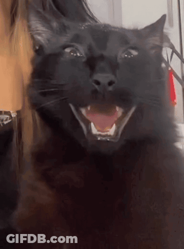 A Black Cat With Its Mouth Open And Its Tongue Out GIF