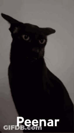 A Black Cat With The Word Peenar On The Bottom GIF