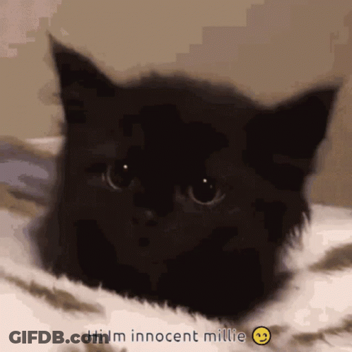 A Black Cat With The Words Hi Im Innocent Millie On The Bottom GIF