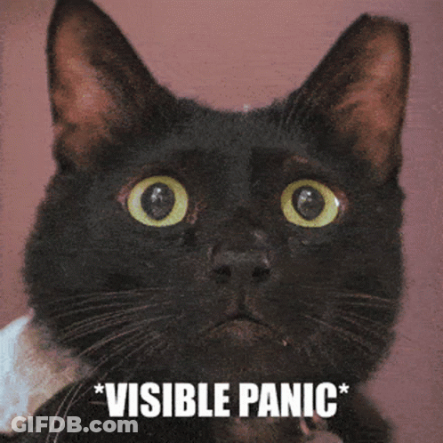 A Black Cat With Visible Panic Written On It GIF