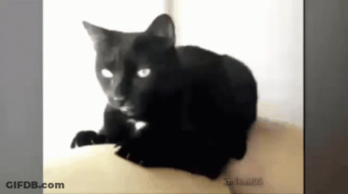 A Black Cat With White Eyes Is Laying Down On A Couch With A Watermark That Says Krulram128 GIF