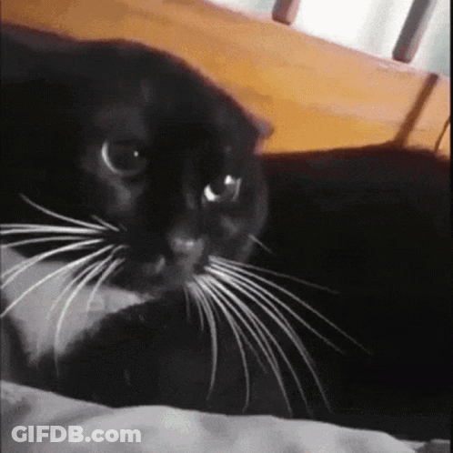 A Black Cat With White Whiskers Looks At The Camera GIF