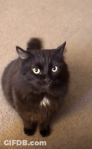 A Black Cat With Yellow Eyes Is Looking Up GIF