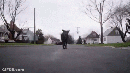 A Black Cow Is Walking Down A Street In A Neighborhood . GIF