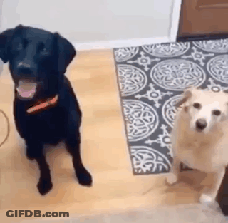 A Black Dog And A White Dog Are Sitting Next To Each Other On A Wooden Floor . GIF
