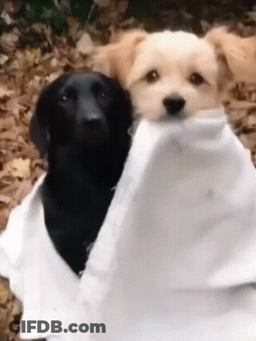 A Black Dog And A White Dog Are Wrapped In A White Sheet GIF
