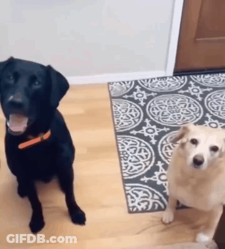 A Black Dog And A Yellow Dog Are Standing Next To Each Other In A Room . GIF