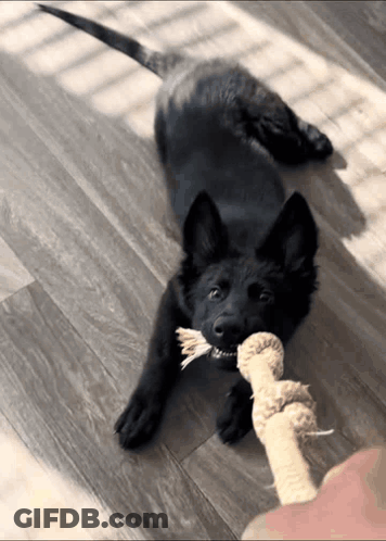 A Black Dog Chewing On A Rope Toy On A Wooden Floor GIF