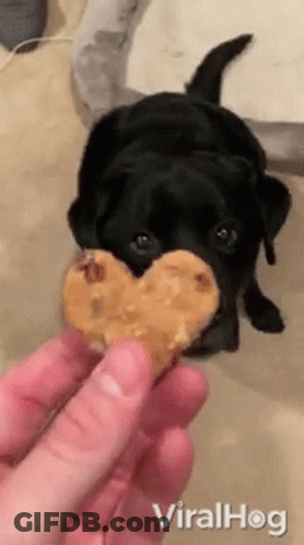 A Black Dog Eating A Heart Shaped Cookie From A Person 'S Hand . GIF