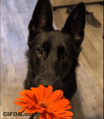 A Black Dog Holds A Flower In Its Mouth GIF