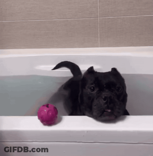 A Black Dog In A Bathtub With A Pink Ball On The Edge GIF
