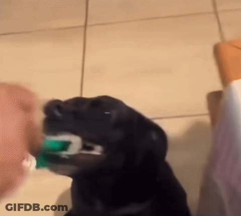 A Black Dog Is Brushing Its Teeth With A Toothbrush GIF