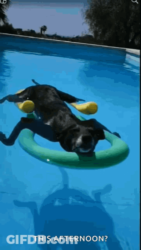 A Black Dog Is Floating On A Green Float In A Pool . GIF