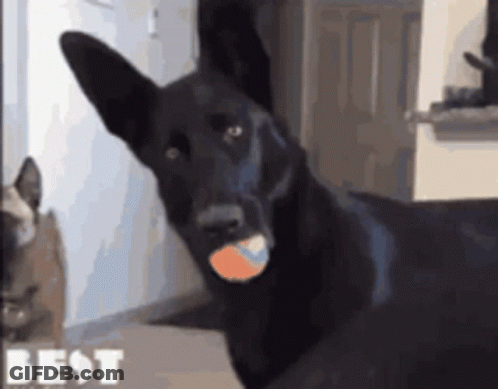 A Black Dog Is Holding A Tennis Ball In Its Mouth And The Word Best Is On The Bottom Right GIF