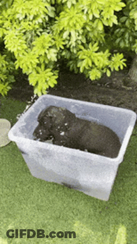 A Black Dog Is Laying In A Clear Plastic Container On The Grass GIF