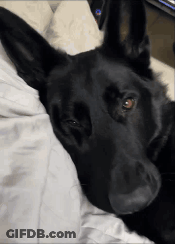 A Black Dog Is Laying On A Bed With A White Blanket GIF