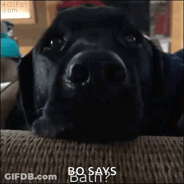 A Black Dog Is Laying On A Couch And Says Bo Says Bath GIF