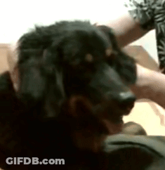 A Black Dog Is Laying On A Person 'S Lap GIF