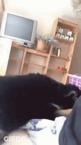 A Black Dog Is Laying On A Person 'S Lap In A Living Room With A Television . GIF