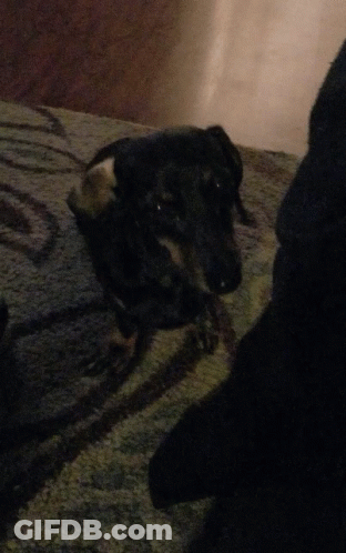 A Black Dog Is Laying On A Rug With A White Tail GIF