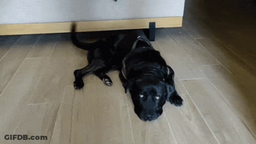 A Black Dog Is Laying On A Tiled Floor GIF