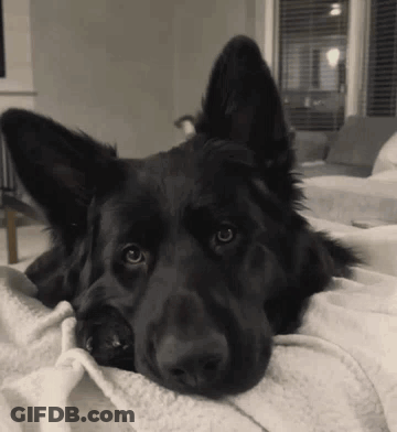 A Black Dog Is Laying On A White Blanket Looking At The Camera GIF