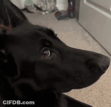 A Black Dog Is Looking At The Camera While Laying On The Floor . GIF