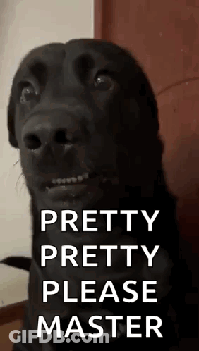 A Black Dog Is Looking At The Camera With The Words `` Pretty Pretty Please Master '' Written Above It . GIF