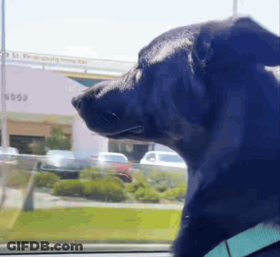 A Black Dog Is Looking Out Of A Car Window With A Building In The Background That Says St. Petersburg Hospital GIF