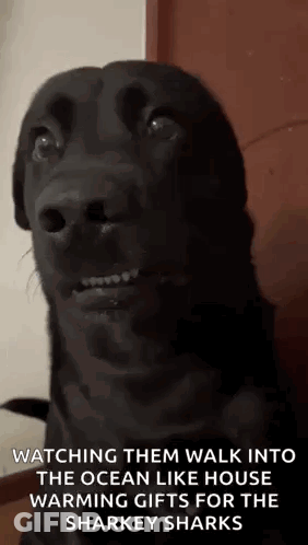 A Black Dog Is Looking Up At The Camera While Watching Them Walk Into The Ocean Like House Warming Gifts For The Sharkey GIF