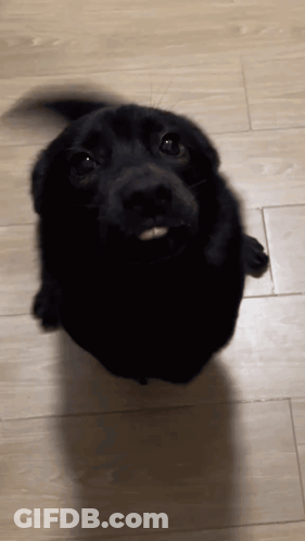 A Black Dog Is Looking Up At The Camera With Its Tongue Out GIF
