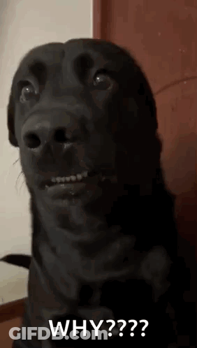 A Black Dog Is Making A Funny Face And Asking The Question Why ? GIF